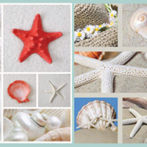 Canvas Print - Starfish & Shell Collage B (Set of 2)