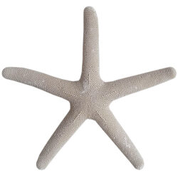 Large Starfish 38cm