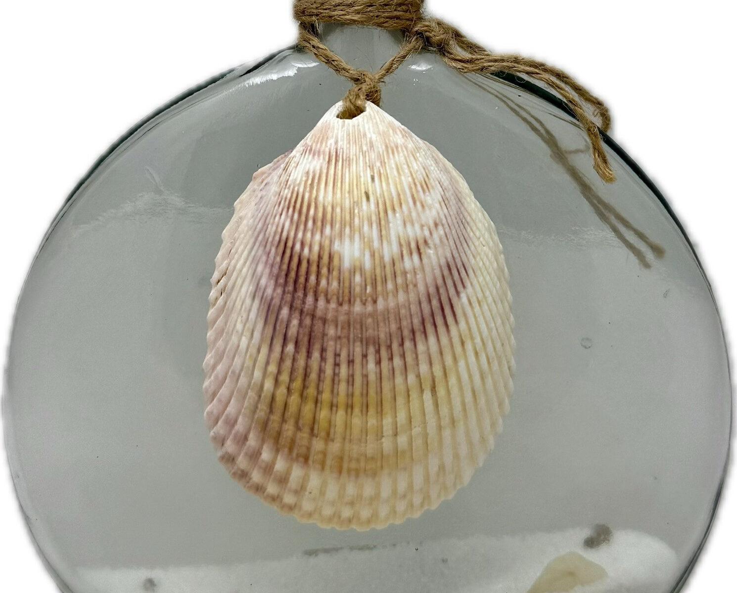 Narrow Oval Glass Bottle with Scallop Shell 20cm Clear - Coastal Designs