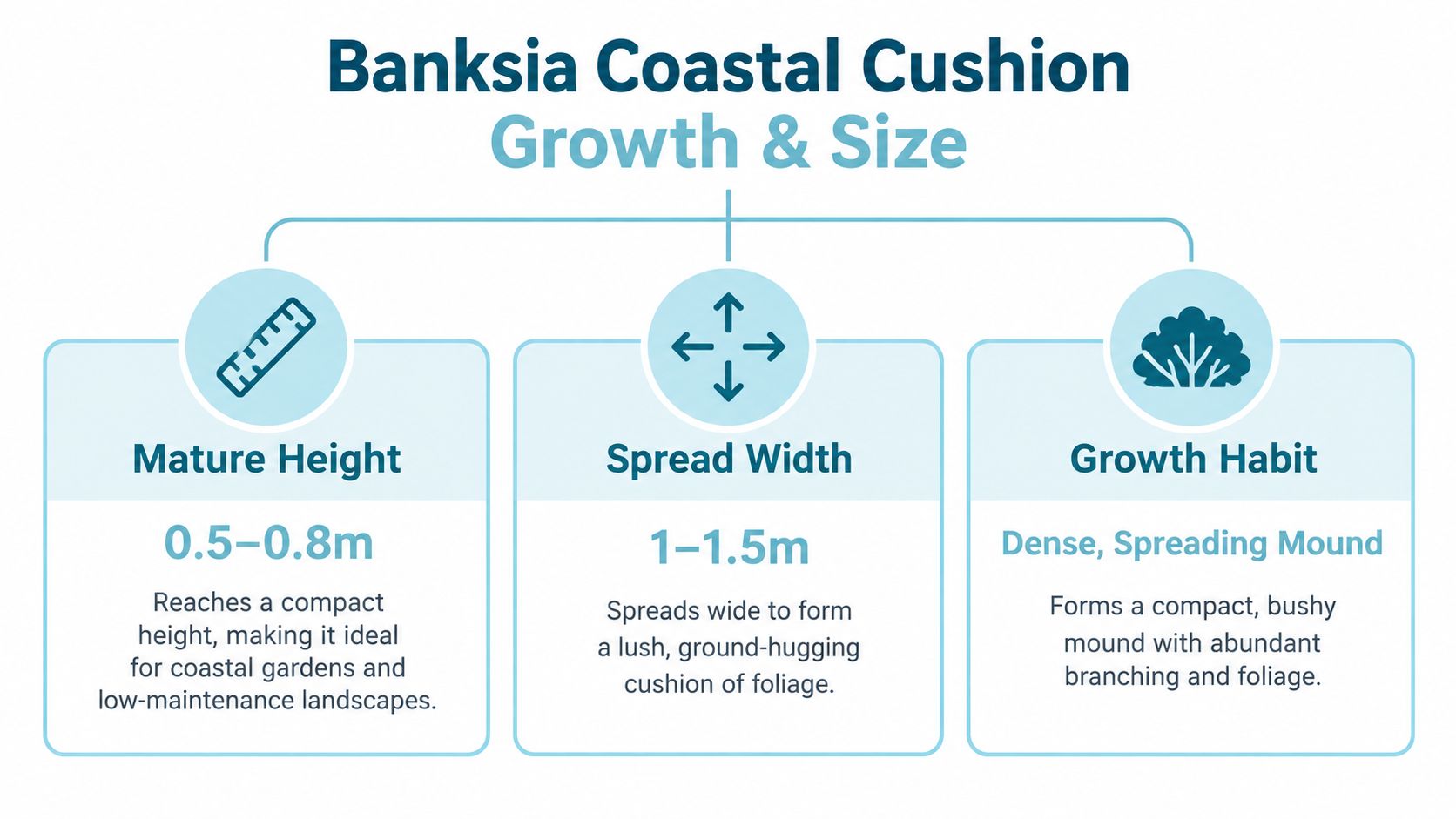 An infographic detailing the growth characteristics of the Banksia Coastal Cushion plant, including height, width, and habit.